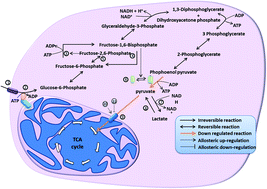 Graphical abstract: Metabolic pathways in cancers: key targets and implications in cancer therapy