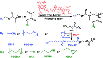 Graphical abstract: Enzyme mimetic-catalyzed ATRP and its application in block copolymer synthesis combined with enzymatic ring-opening polymerization