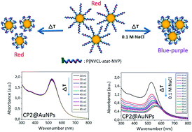 Graphical abstract: Thermoresponsive polymer coated gold nanoparticles: from MADIX/RAFT copolymerization of N-vinylpyrrolidone and N-vinylcaprolactam to salt and temperature induced nanoparticle aggregation