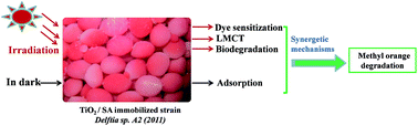 Graphical abstract: A TiO2 modified abiotic–biotic process for the degradation of the azo dye methyl orange