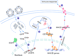 Graphical abstract: Intracellular delivery of CII TA genes by polycationic liposomes for suppressed immune response of dendritic cells