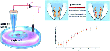 Graphical abstract: Single-cell intracellular nano-pH probes