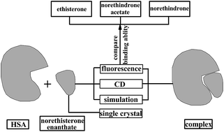 Graphical abstract: Insights into the fatty acid ester norethisterone enanthate binding to human albumin: fluorescence, circular dichroism, and docking investigations