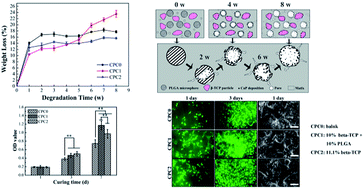 Graphical abstract: Effect of PLGA/lecithin hybrid microspheres and β-tricalcium phosphate granules on the physicochemical properties, in vitro degradation and biocompatibility of calcium phosphate cement