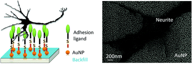 Graphical abstract: Tuning neuron adhesion and neurite guiding using functionalized AuNPs and backfill chemistry