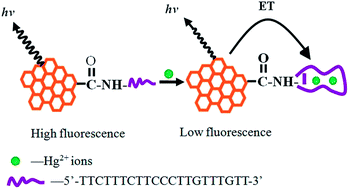 Graphical abstract: DNA-modified graphene quantum dots as a sensing platform for detection of Hg2+ in living cells