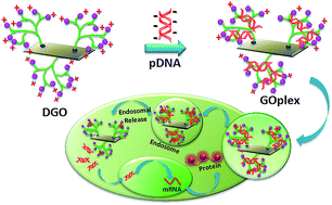 Graphical abstract: Dendron conjugation to graphene oxide using click chemistry for efficient gene delivery