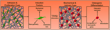 Graphical abstract: Osteogenic differentiation of stem cells on mesoporous silica nanofibers