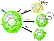 Graphical abstract: Synthesis and multifunctional applications of quantum nanobeads for label-free and selective metal chemosensing