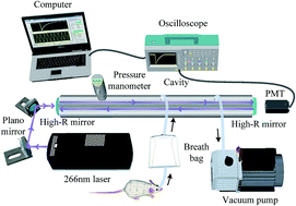 Graphical abstract: Study of breath acetone and its correlations with blood glucose and blood beta-hydroxybutyrate using an animal model with lab-developed type 1 diabetic rats