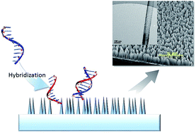 Graphical abstract: DNA hybridization on silicon nanowire platform prepared by glancing angle deposition and metal assisted chemical etching process