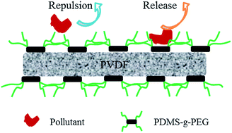 Graphical abstract: Dual-mode antifouling ability of PVDF membrane with a surface-anchored amphiphilic polymer