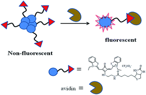 Graphical abstract: Highly selective turn-on detection of (strept)avidin based on self-assembled near-infrared fluorescent probes