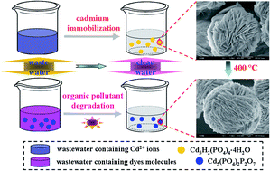Graphical abstract: Immobilization of cadmium ions to synthesis hierarchical flowerlike cadmium phosphates microspheres and their application in the degradation of organic pollutants under light irradiation
