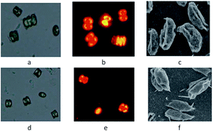 Graphical abstract: The screening of microalgae mutant strain Scenedesmus sp. Z-4 with a rich lipid content obtained by 60Co γ-ray mutation