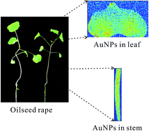 Graphical abstract: Transportation and fate of gold nanoparticles in oilseed rape