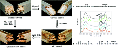Graphical abstract: Enhancement of mechanical and thermal properties of Poplar through the treatment of glyoxal-urea/nano-SiO2