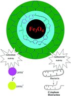 Graphical abstract: Innovative magnetic tri-layered nanocomposites based on polyxanthone triazole, polypyrrole and iron oxide: synthesis, characterization and investigation of the biological activities