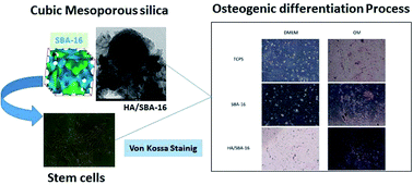 Graphical abstract: Osteogenic differentiation of adipose-derived stem cells in mesoporous SBA-16 and SBA-16 hydroxyapatite scaffolds