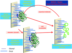 Graphical abstract: Reactivation of lipases by the unfolding and refolding of covalently immobilized biocatalysts