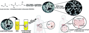 Graphical abstract: Physically cross-linked pH-responsive hydrogels with tunable formulations for controlled drug delivery