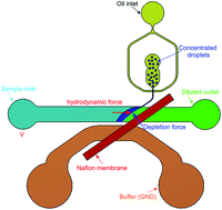 Graphical abstract: A continuous-flow droplet-based concentrator using ion concentration polarization