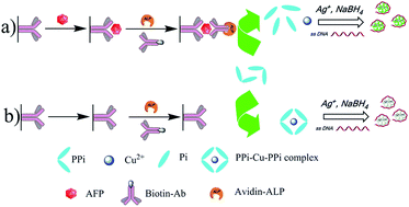 Graphical abstract: Enzymatic synthesis of a DNA-templated alloy nanocluster and its application in a fluorescence immunoassay