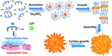 Graphical abstract: Biomolecule-assisted route for shape-controlled synthesis of 3D flower-like CdWO4 microstructures