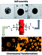 Graphical abstract: Synthesis, structure, self-assembly and genotoxicity evaluation of a series of Mn-Anderson cluster based polyoxometalate–organic hybrids