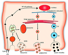 Graphical abstract: The intracellular source, composition and regulatory functions of nanosized vesicles from bovine milk-serum