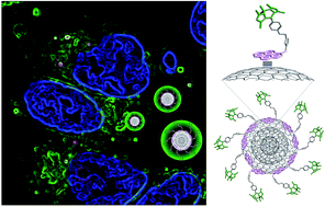 Graphical abstract: Non-covalent functionalization of carbon nano-onions with pyrene–BODIPY dyads for biological imaging