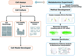 Graphical abstract: Integrative investigation of Semen Strychni nephrotoxicity and the protective effect of Radix Glycyrrhizae by a UPLC-MS/MS method based cell metabolomics strategy in HEK 293t cell lysates