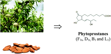 Graphical abstract: Phytoprostanes in almonds: identification, quantification, and impact of cultivar and type of cultivation