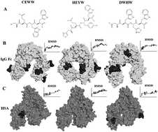 Graphical abstract: Development of novel small peptide ligands for antibody purification