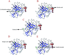 Graphical abstract: Molecular basis of laccase bound to lignin: insight from comparative studies on the interaction of Trametes versicolor laccase with various lignin model compounds