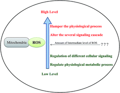 Graphical abstract: Reactive oxygen species: friend or foe?