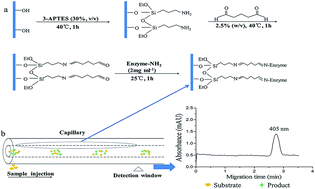 Graphical abstract: An online immobilized α-glucosidase microreactor for enzyme kinetics and inhibition assays