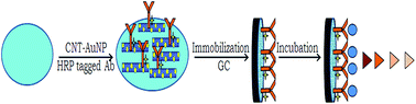 Graphical abstract: Controllable gold nanoparticle deposition on carbon nanotubes and their application in immunosensing