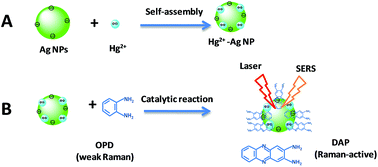 Graphical abstract: Highly sensitive SERS sensor for mercury ions based on the catalytic reaction of mercury ion decorated Ag nanoparticles