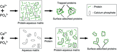 Graphical abstract: Protein–calcium phosphate nanocomposites: benchmarking protein loading via physical and chemical modifications against co-precipitation