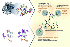 Graphical abstract: Elucidating structural basis of benzofuran pyrrolidine pyrazole derivatives for enhancing potency against both the InhA enzyme and intact M. tuberculosis cells: a combined MD simulations and 3D-QSAR study