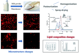 Graphical abstract: Microstructural and lipid composition changes in milk fat globules during milk powder manufacture