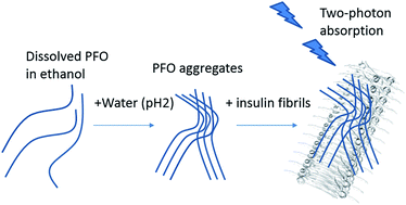 Graphical abstract: Two-photon absorption of polyfluorene aggregates stabilized by insulin amyloid fibrils