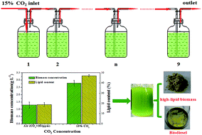 Graphical abstract: Simultaneous enhancement of microalgae biomass growth and lipid accumulation under continuous aeration with 15% CO2