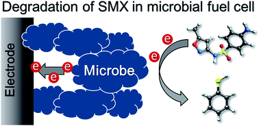 Graphical abstract: Efficient degradation of sulfamethoxazole and the response of microbial communities in microbial fuel cells