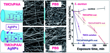 Graphical abstract: Novel antibacterial electrospun materials based on polyelectrolyte complexes of a quaternized chitosan derivative