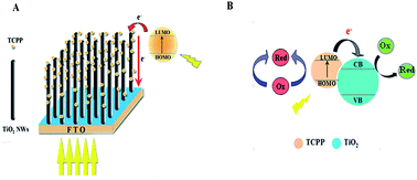 Graphical abstract: Investigation of photoinduced electron transfer on TiO2 nanowire arrays/porphyrin composite via scanning electrochemical microscopy