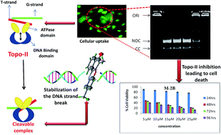 Graphical abstract: Benzo[α]phenoxazines and benzo[α]phenothiazine from vitamin K3: synthesis, molecular structures, DFT studies and cytotoxic activity