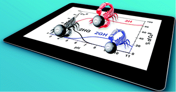 Graphical abstract: Branched peptide with three histidines for the promotion of CuII binding in a wide pH range – complementary potentiometric, spectroscopic and electrochemical studies