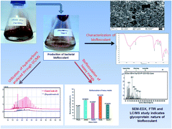 Graphical abstract: Production of a non-cytotoxic bioflocculant by a bacterium utilizing a petroleum hydrocarbon source and its application in heavy metal removal